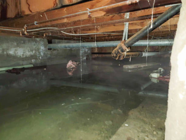 Best Mold removal after water damage  in Victoria, TX
